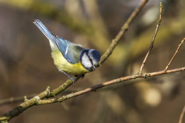 Zicht Prachtige Vogel Natuur — Stockfoto