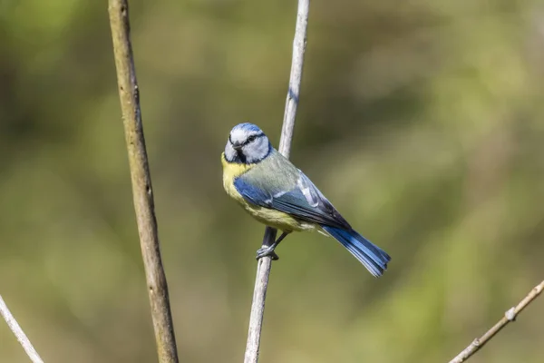 Vogelbeobachtung Niedlicher Vogel Wilder Natur — Stockfoto