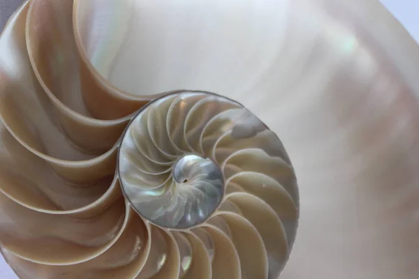 Nautilus Powłoki Symetrii Fibonacciego Pół Przekrój Spirala Złotego Podziału Struktury — Zdjęcie stockowe