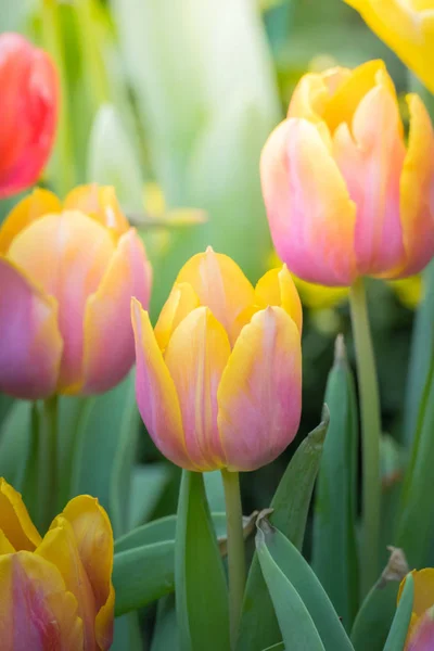 Piękny Bukiet Tulipanów Kolorowe Tulipany — Zdjęcie stockowe