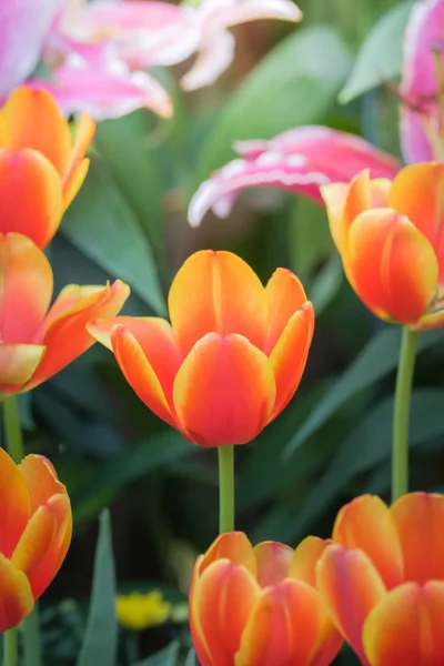 チューリップの美しい花束 色とりどりのチューリップ — ストック写真