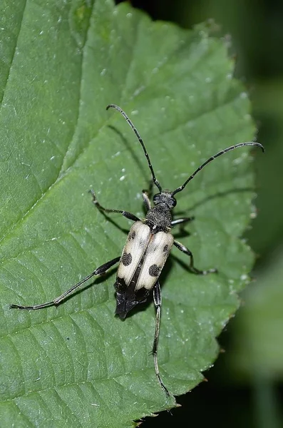 Närbild Insekter Naturen — Stockfoto