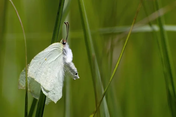 Nahaufnahme Von Wanzen Der Wilden Natur — Stockfoto