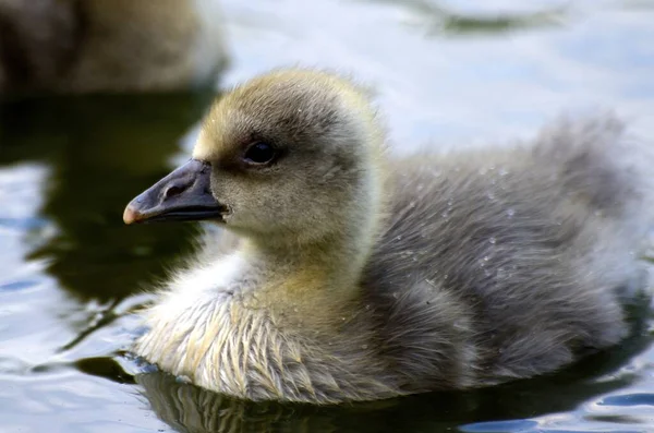 Aussichtsreiche Aussicht Auf Schöne Graugans Vögel Der Natur — Stockfoto