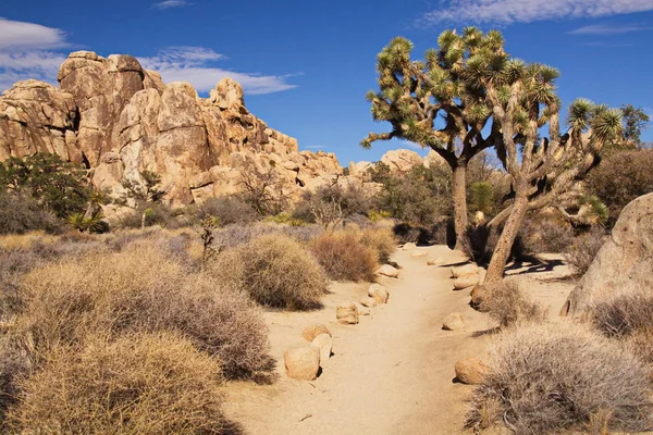 米国カリフォルニア州のジョシュアツリー国立公園の風景 — ストック写真