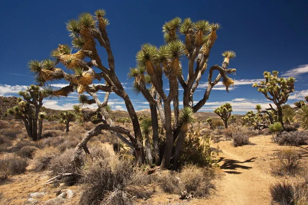 Árbol Joshua Parque Nacional Joshua Tree California Los Estados Unidos —  Fotos de Stock