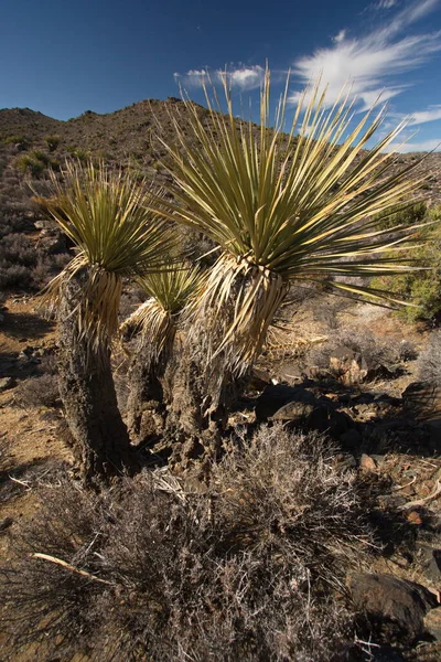 Planta Yuca Mojave Parque Nacional Joshua Tree California Los Estados — Foto de Stock