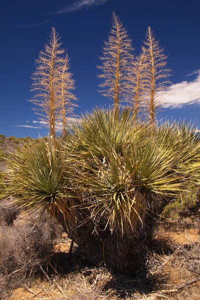Planta Yuca Mojave Parque Nacional Joshua Tree California Los Estados — Foto de Stock