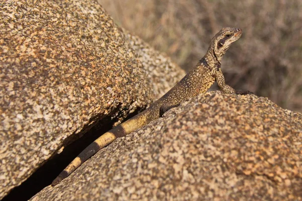 Eidechse Joshua Tree Nationalpark Kalifornien Den Usa — Stockfoto