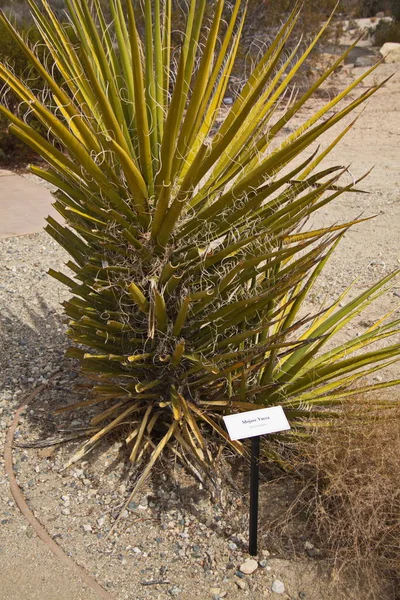 Mojave Yucca Planta Joshua Tree National Park Califórnia Nos Eua — Fotografia de Stock