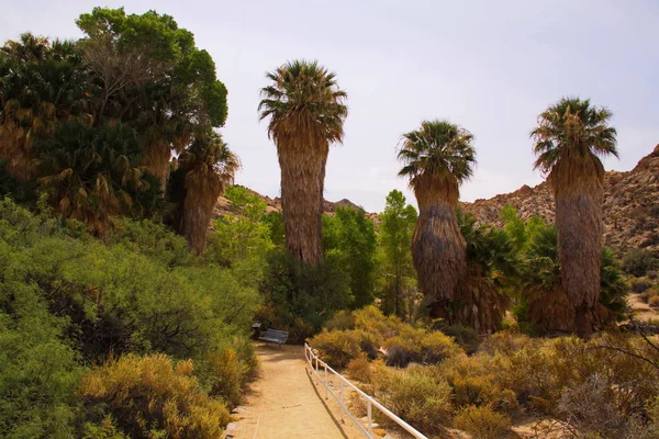 Palms Cottonwood Springs Joshua Tree National Park California Usa — Stock Photo, Image