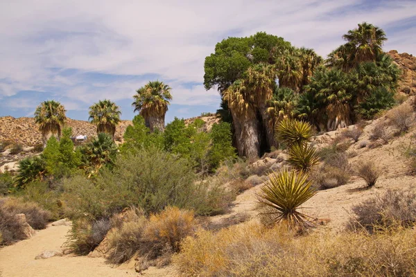 Palmiers Cottonwood Springs Dans Parc National Joshua Tree Californie Aux — Photo