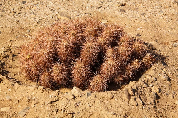 Fábrica Cactos Parque Nacional Joshua Tree Califórnia Nos Eua — Fotografia de Stock