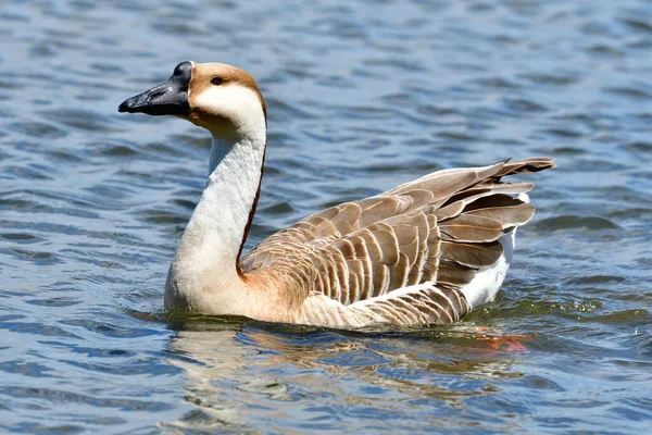 Svangås Vid Ammersee Bayern — Stockfoto