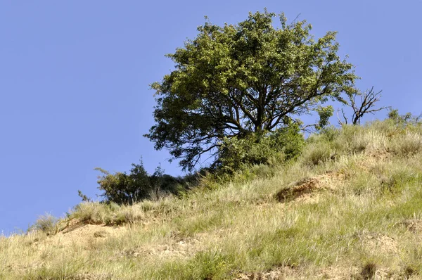 Vista Panoramica Delle Dune Focus Selettivo — Foto Stock