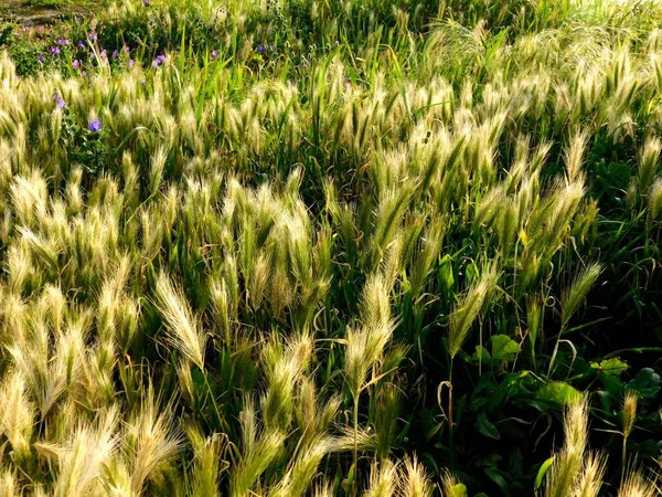 Landschappelijke Kijk Landbouw Selectieve Focus — Stockfoto