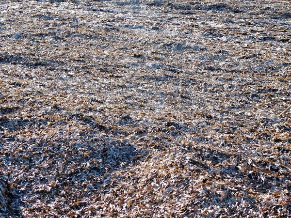 Altı Dünyasının Manzarası — Stok fotoğraf