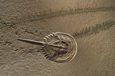 Mesolimulus walchi or Xiphosura fossil imprint on stone with footprints trace and seaweed plants petrifaction clipart