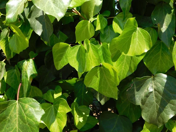 Vacker Utsikt Över Naturen — Stockfoto