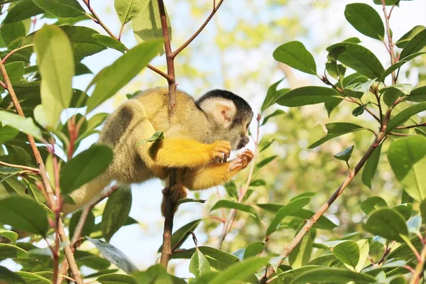 Macaco Esquilo Brincalhão Escalada Brasileira Árvores — Fotografia de Stock