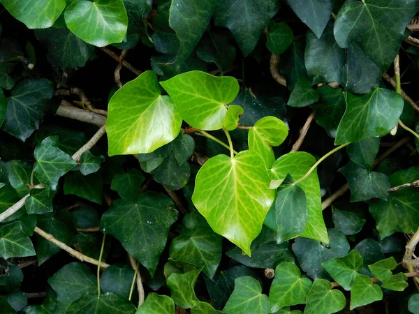 Beautiful Botanical Shot Natural Wallpaper — Stock Photo, Image