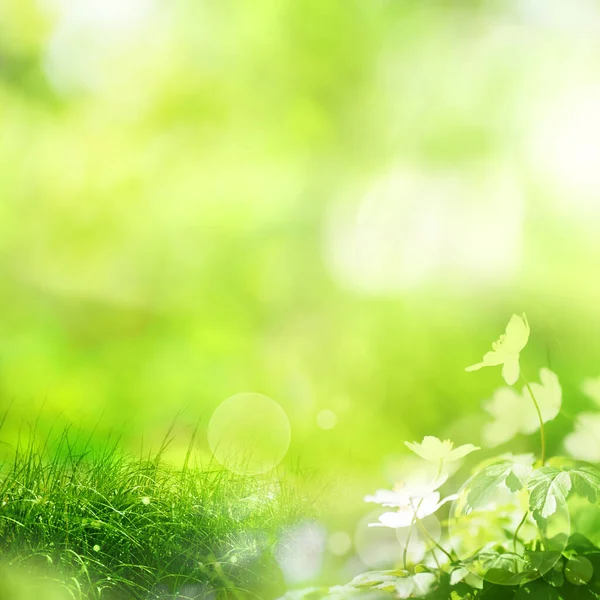 Frühlingsblumen Auf Der Naturwiese Mit Abstraktem Grünen Bokeh Hintergrund Ostern — Stockfoto
