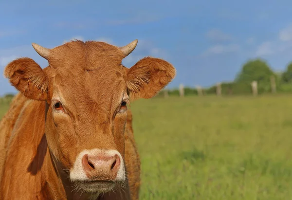 Kopfstudie Bretonisches Rindfleisch — Stockfoto