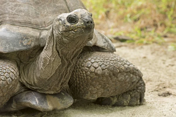 Tartaruga Gigante Aldabra Aldabrachelys Gigantea Ilha Das Aves Seicheles Oceano — Fotografia de Stock