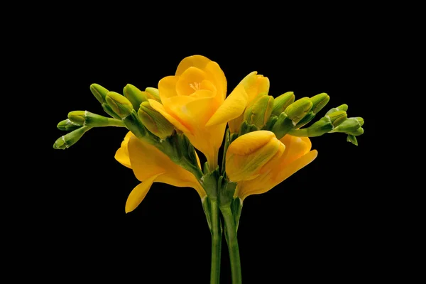 Freesia Kuning Closeup Bunga Depan Latar Belakang Hitam — Stok Foto