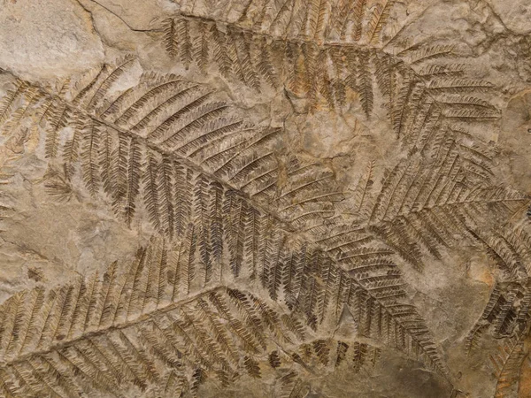 Окаменелые Доисторические Папоротники Оставляют Отпечаток Камне Ветвями Листьями Растений — стоковое фото