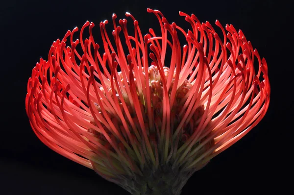 Rote Blüte Gegenlicht — Stockfoto