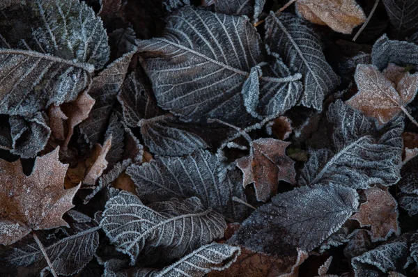 Veel Verschillende Herfstbladeren Bevroren Met Rijm — Stockfoto