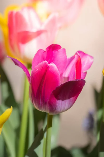 Hermoso Ramo Tulipanes Tulipanes Coloridos — Foto de Stock