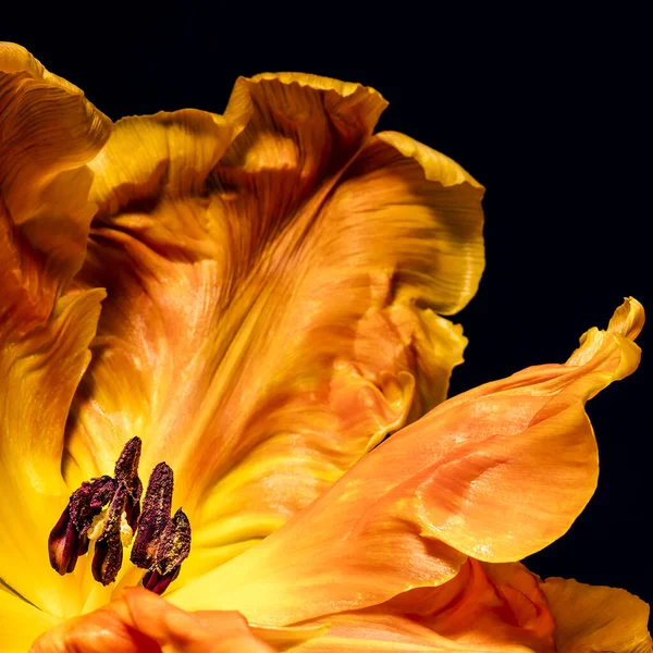 View Blossom Yellow Orange Flamed Parrot Tulip Stamens Pistils — Stock Photo, Image