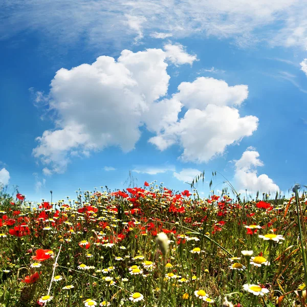 Kleurrijke Bloemenweide Het Voorjaar Met Blauwe Lucht Witte Wolken — Stockfoto