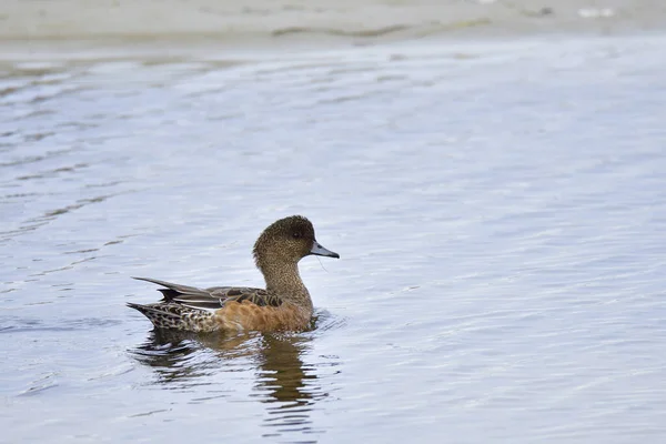 Femminile Del Wigeon — Foto Stock