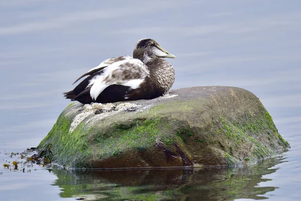 Oiseau Thème Photo Pittoresque — Photo