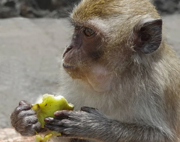 Jeune Singe Mange Une Pomme — Photo