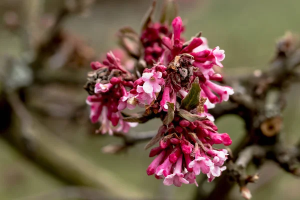 Inflorescence Avec Fleurs Ouvertes Boule Neige Hiver Bodnant Viburnum Viburnum — Photo