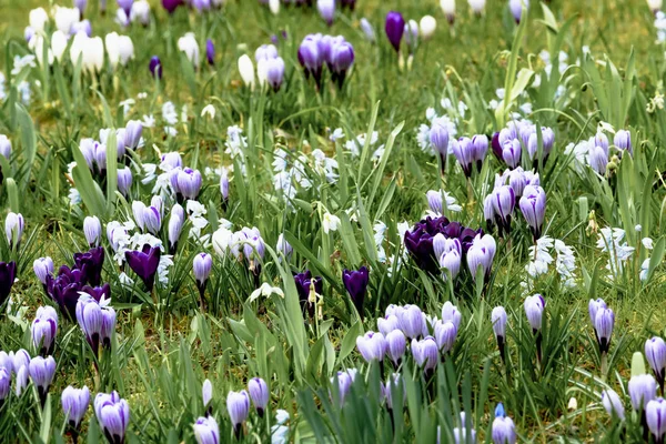 Bahar Çayırında Beyaz Menekşe Çizgili Crocus Çiçekleri — Stok fotoğraf