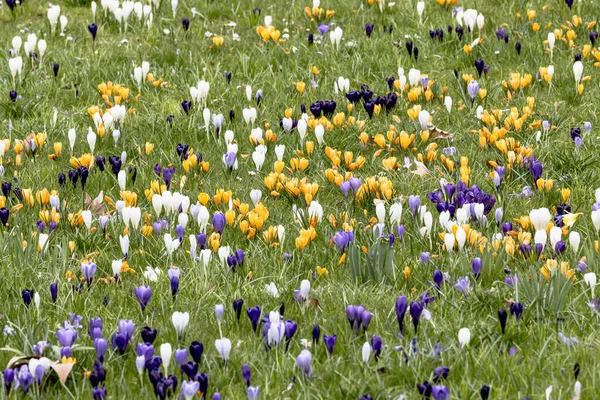 white,yellow and purple crocus flowers in a spring meadow