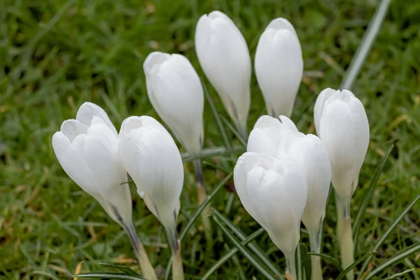 Białe Fioletowe Kwiaty Krokusa Wiosennej Łące — Zdjęcie stockowe