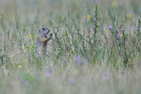 Marmorekorre Marmotini Gnagare — Stockfoto