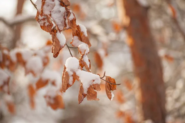 Paesaggio Inverno — Foto Stock