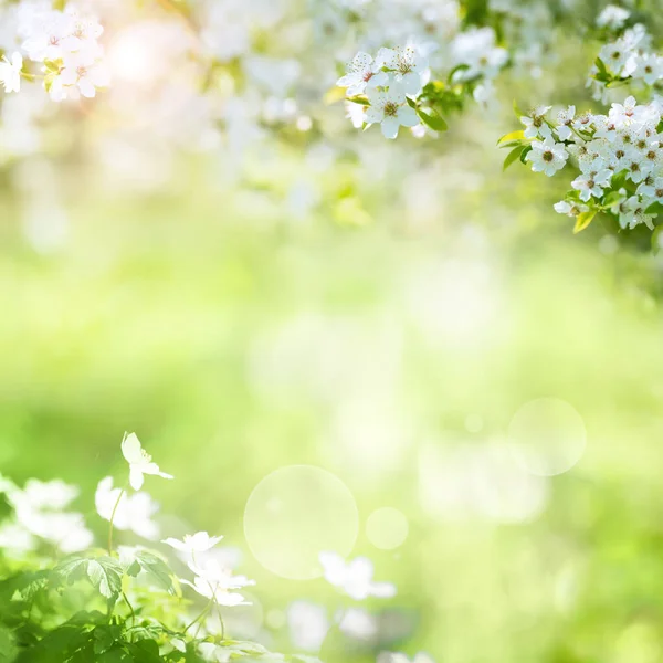 Słoneczny Wiosenny Krajobraz Białymi Kwiatami Bokeh Dekoracji Wielkanocnej — Zdjęcie stockowe