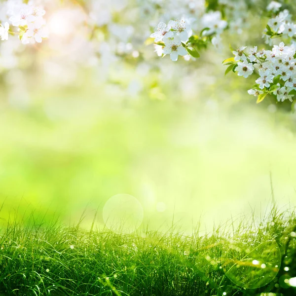 Spring Blossom Flowers Tree — 스톡 사진