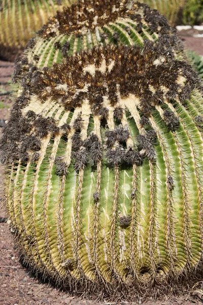 Кактус Растение Ботаническое Шипами — стоковое фото