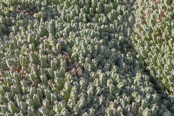 Zakład Kaktusowy Roślina Botaniczna Cierniami — Zdjęcie stockowe