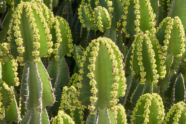 Planta Cacto Planta Botânica Com Espinhos — Fotografia de Stock