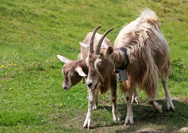 Cabra Niños Pasto Montaña Tirol Sur — Foto de Stock